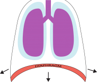 diaphragm breath inspiration